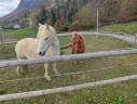 Mare Origin Recorded For sale 2004 Bay
