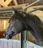Gelding Arabian Half Blood For sale 2015 Black