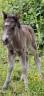 Filly Origin Recorded For sale 2026 Grey