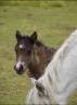 Filly Origin Recorded For sale 2026 Grey