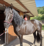 Gelding PRE Pure Spanish Bred For sale 2016 Black
