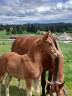 Colt Franche-Montagne For sale 2026 Chesnut