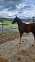 Filly Franche-Montagne For sale 2026 Chesnut