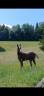 Filly Franche-Montagne For sale 2026 Chesnut