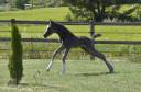 Colt Arabian Half Blood For sale 2026 Black