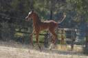 Colt Arabian Thoroughbred For sale 2026 Bay