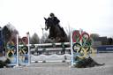 Mare BWP Belgian Warmblood For sale 2014 Bay