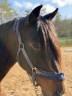 Gelding Barb Arabian For sale 2022 Bay
