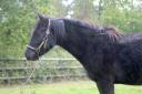 Gelding French Saddle Pony For sale 2024 Black