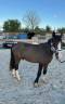 Stallion Other Pony Breed For sale 2023 Dark Bay