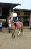 Mare Origin Recorded For sale 2008 Chesnut