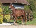 Mare Hanoverian For sale 2021 Liver chestnut
