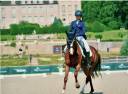 Mare Hanoverian For sale 2016 Chesnut