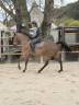 Gelding Selle Fran&ccedil;ais For sale 2018 Bay
