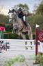 Gelding Origin Recorded For sale 2019 Other color