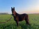 Colt BWP Belgian Warmblood For sale 2024 Bay