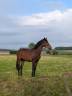 Colt BWP Belgian Warmblood For sale 2024 Bay