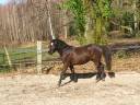 Filly French Saddle Pony For sale 2024 Dark Bay