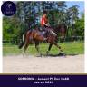 Mare Thoroughbred For sale 2023 Dark Bay