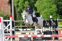 Gelding French Saddle Pony For sale 2017 Grey