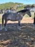 Gelding Lusitano For sale 2015 Grey