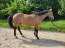 Gelding Connemara For sale 2020 Buckskin