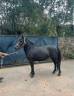 Mare No Origin Recorded For sale 2017 Black