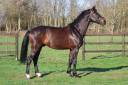 Gelding Holsteiner For sale 2020 Bay
