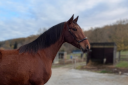 Mare PRE Pure Spanish Bred For sale 2022 Bay
