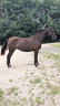 Mare PRE Pure Spanish Bred For sale 2023 Black