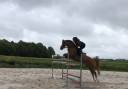 Gelding French Saddle Pony For sale 2011 Chesnut
