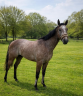 Gelding Thoroughbred For sale 2023 Grey