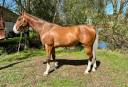 Gelding Selle Fran&ccedil;ais For sale 2020 Bay