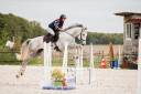 Gelding Irish Sport Horse For sale 2022 Grey
