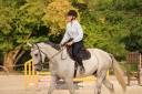 Gelding Irish Sport Horse For sale 2022 Grey