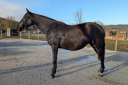 Mare PRE Pure Spanish Bred For sale 2022 Black