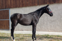 Mare PRE Pure Spanish Bred For sale 2024 Black