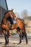 Mare KWPN Dutch Warmblood For sale 2022 Brown