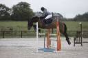 Gelding French Saddle Pony For sale 2016 Bay