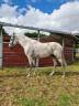 Entire PRE Pure Spanish Bred For sale 2014 Grey