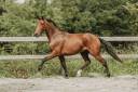 Gelding KWPN Dutch Warmblood For sale 2022 Bay