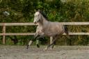 Mare Lusitano For sale 2020 Grey
