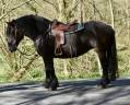 Mare Origin Recorded For sale 2015 Black