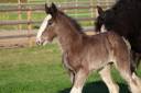 Filly Shire For sale 2026 Black