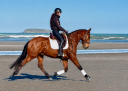 Gelding Lusitano For sale 2019 Bay