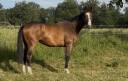 Gelding Thoroughbred For sale 2019 Bay
