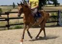 Gelding AQPS For sale 2018 Chesnut