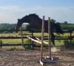 Broodmare English Thoroughbred For sale 2015 Dark Bay