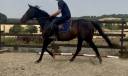 Mare English Thoroughbred For sale 2015 Dark Bay