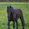Filly Friesian For sale 2024 Black